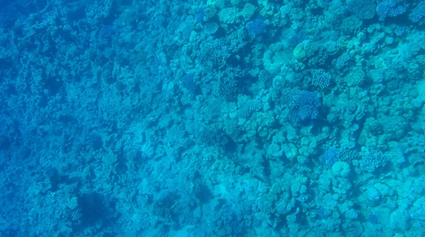 Photo Poissons Coraux Dans Mer Rouge Egypte — Photo