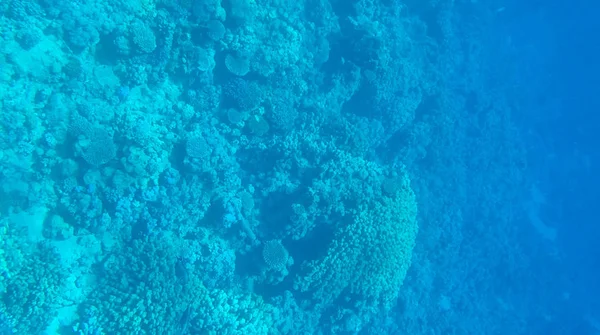 Foto Peixes Corais Mar Vermelho Egito — Fotografia de Stock