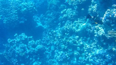 Balık ve mercanlar Kızıldeniz Mısır'ın fotoğrafı.