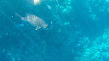 Balık ve mercanlar Kızıldeniz Mısır'ın fotoğrafı.