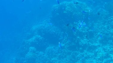 Balık ve mercanlar Kızıldeniz Mısır'ın fotoğrafı.