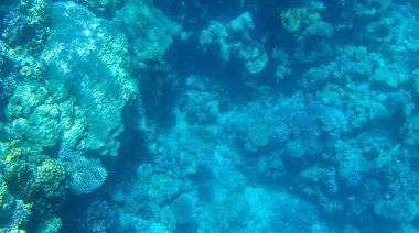 Balık ve mercanlar Kızıldeniz Mısır'ın fotoğrafı.