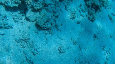 Balık ve mercanlar Kızıldeniz Mısır'ın fotoğrafı.