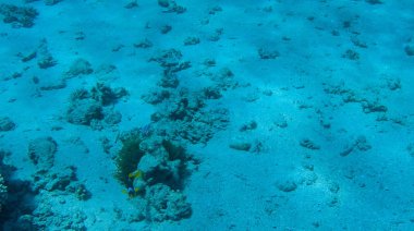 Balık ve mercanlar Kızıldeniz Mısır'ın fotoğrafı.