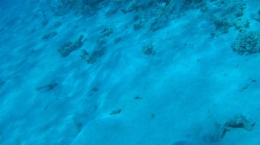 Balık ve mercanlar Kızıldeniz Mısır'ın fotoğrafı.