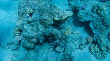 Balık ve mercanlar Kızıldeniz Mısır'ın fotoğrafı.