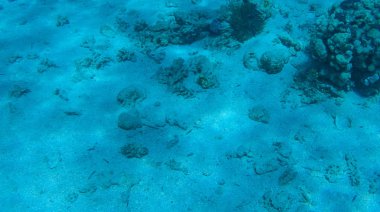 Balık ve mercanlar Kızıldeniz Mısır'ın fotoğrafı.