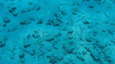 Balık ve mercanlar Kızıldeniz Mısır'ın fotoğrafı.