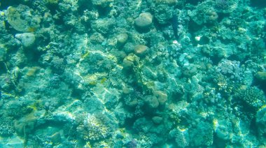 Balık ve mercanlar Kızıldeniz Mısır'ın fotoğrafı.