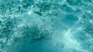 Balık ve mercanlar Kızıldeniz Mısır'ın fotoğrafı.