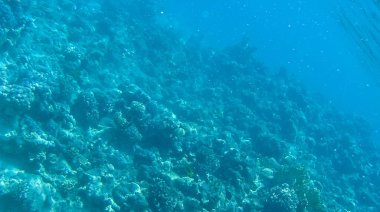 Balık ve mercanlar Kızıldeniz Mısır'ın fotoğrafı.