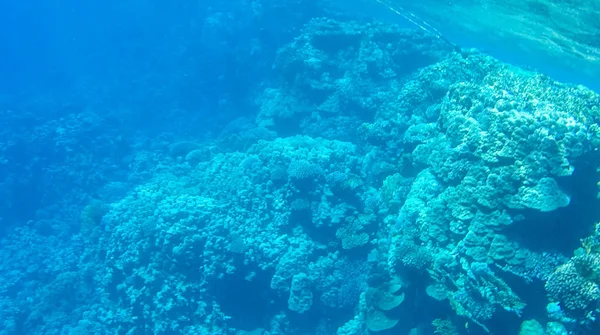 エジプトの紅海でサンゴと魚の写真 — ストック写真