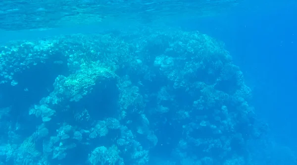 Foto Peces Corales Mar Rojo Egipto —  Fotos de Stock