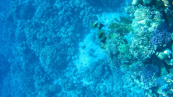 Foto Peces Corales Mar Rojo Egipto — Foto de Stock