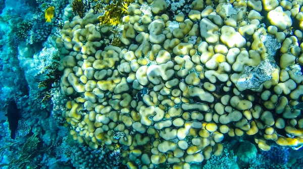 Foto Pesci Coralli Nel Mare Rosso Egitto — Foto Stock