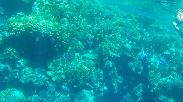 Photo Fish Corals Red Sea Egypt — Stock Photo, Image
