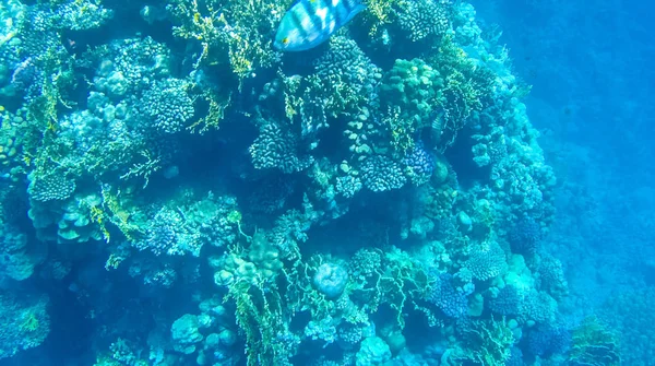 Foto Fiskar Och Koraller Röda Havet Egypten — Stockfoto