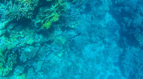 Balık Mercanlar Kızıldeniz Mısır Fotoğrafı — Stok fotoğraf
