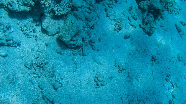 Balık ve mercanlar Kızıldeniz Mısır'ın fotoğrafı.