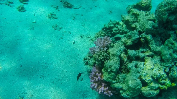 Foto Peces Corales Mar Rojo Egipto — Foto de Stock