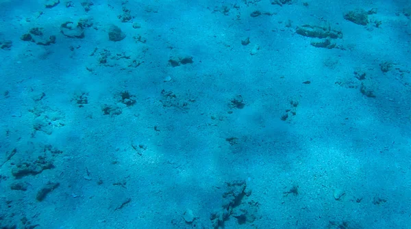 Foto Peixes Corais Mar Vermelho Egito — Fotografia de Stock