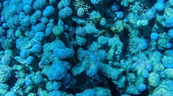 Foto Fiskar Och Koraller Röda Havet Egypten — Stockfoto