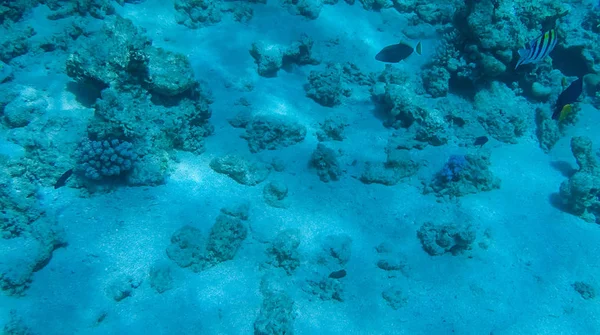 Foto Peces Corales Mar Rojo Egipto — Foto de Stock