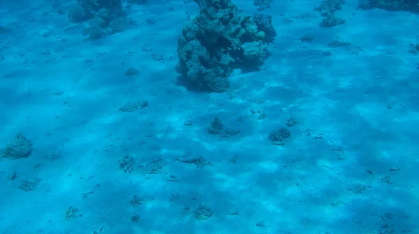 Foto Peces Corales Mar Rojo Egipto —  Fotos de Stock