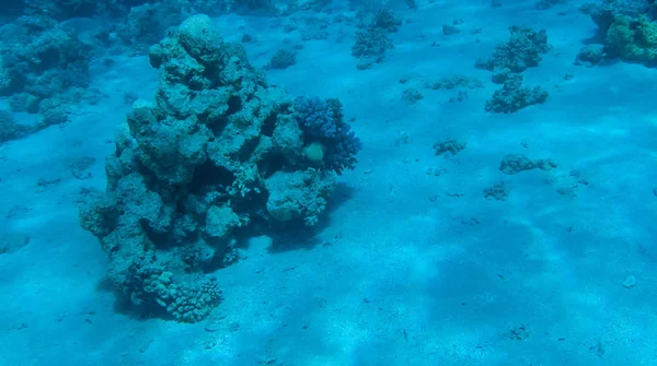 Фото Рыбы Кораллов Красном Море Египте — стоковое фото