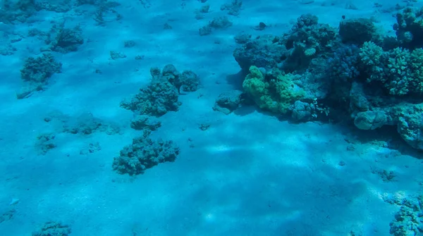 Фото Рыбы Кораллов Красном Море Египте — стоковое фото