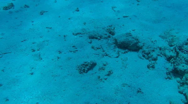 Foto Peces Corales Mar Rojo Egipto — Foto de Stock