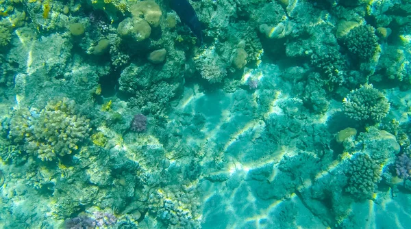 Foto Fiskar Och Koraller Röda Havet Egypten — Stockfoto