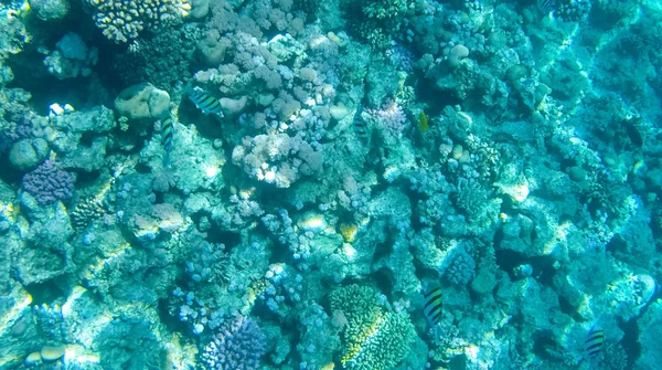 Foto Peces Corales Mar Rojo Egipto — Foto de Stock