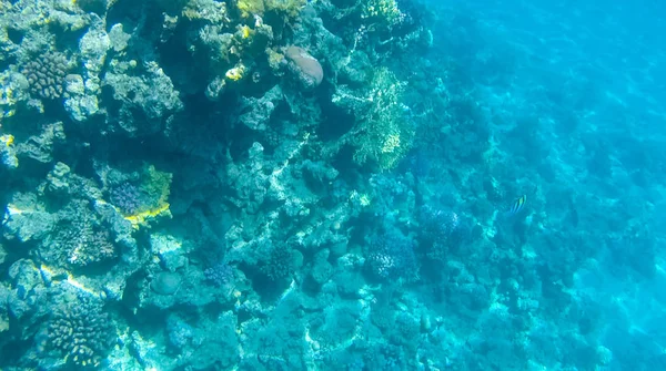 Foto Von Fischen Und Korallen Roten Meer Ägypten — Stockfoto