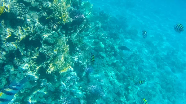 Photo Poissons Coraux Dans Mer Rouge Egypte — Photo