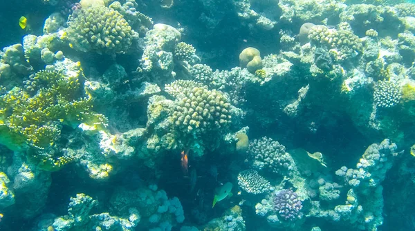 Balık Mercanlar Kızıldeniz Mısır Fotoğrafı — Stok fotoğraf