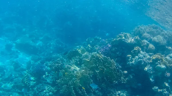 Foto Fiskar Och Koraller Röda Havet Egypten — Stockfoto