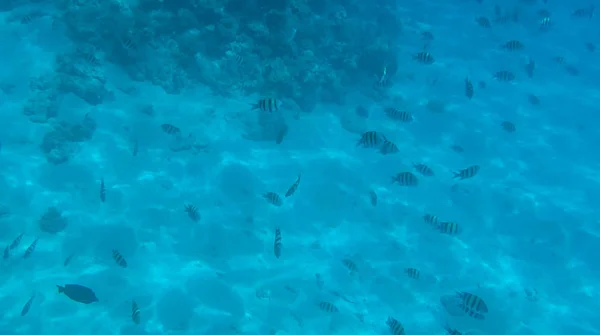 エジプトの紅海でサンゴと魚の写真 — ストック写真