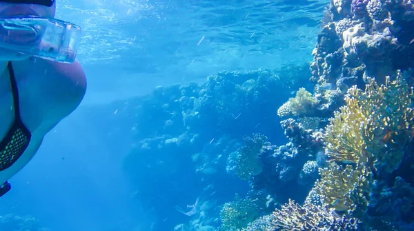 Menina Nada Perto Coral Mar Vermelho — Fotografia de Stock