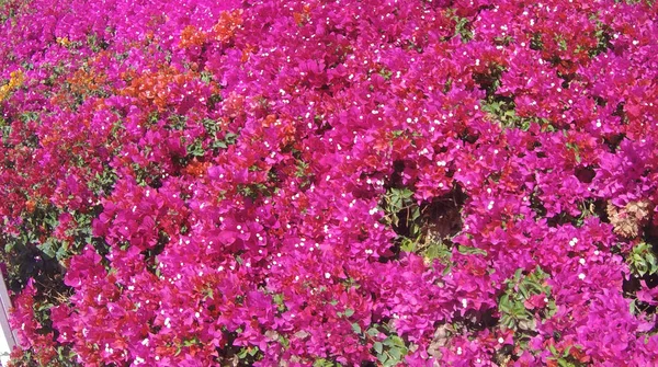 Фото Розовых Цветов Bougainvillea — стоковое фото