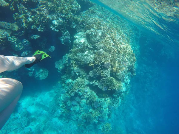 女孩在红海的珊瑚附近游泳 — 图库照片