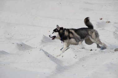 Mutlu çalışan husky fotoğrafı.
