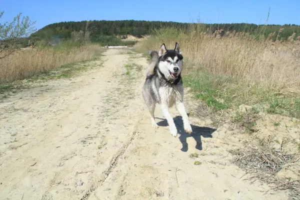 Foto Feliz Correndo Husky — Fotografia de Stock