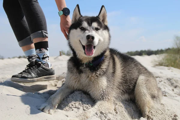 Çorap Husky Gerçek Husky Ile Fotoğraf — Stok fotoğraf