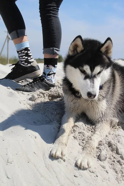 Çorap Husky Gerçek Husky Ile Fotoğraf — Stok fotoğraf