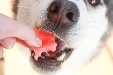 Şirin husky fotoğrafı karpuz yiyor.