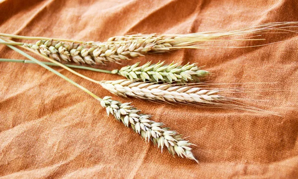 Photo of five wheat spikes and barley.