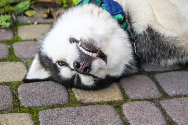 Foto Husky Divertido Dormido — Foto de Stock