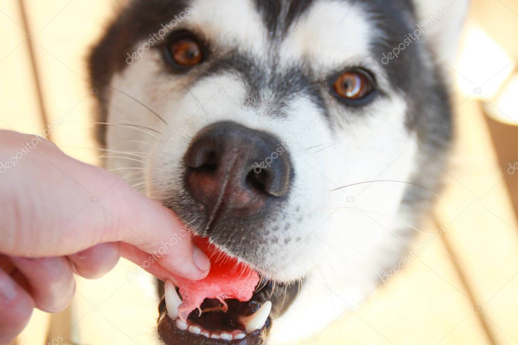 Photo of  cute husky eats watermelon.