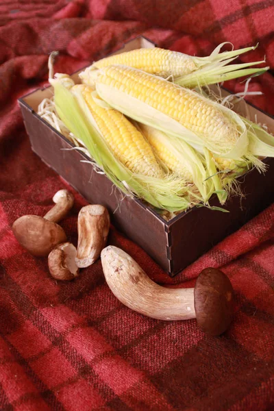 Fall Composition Thanksgiving Day Corn Apple Mushrooms Pumpkin — Stock Photo, Image